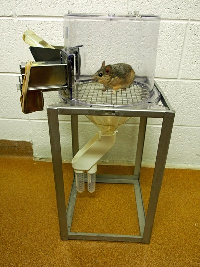 Illustration for article titled Study Shows That Climate Change Makes Animals More Susceptible to Toxins
